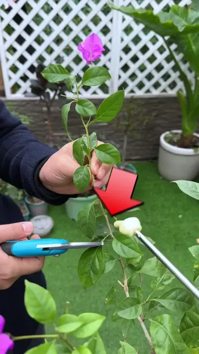 三角梅修剪口诀 #花卉绿植 #养花 #种植小技巧
