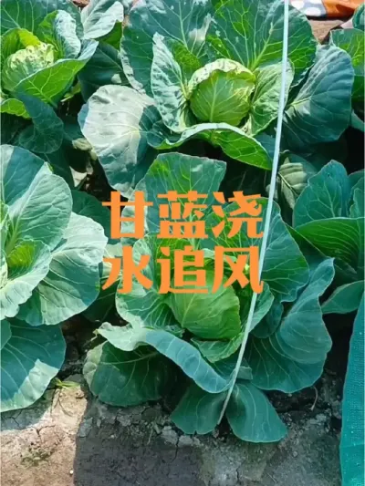 春季种植甘蓝花椰菜西兰花技术#甘蓝
