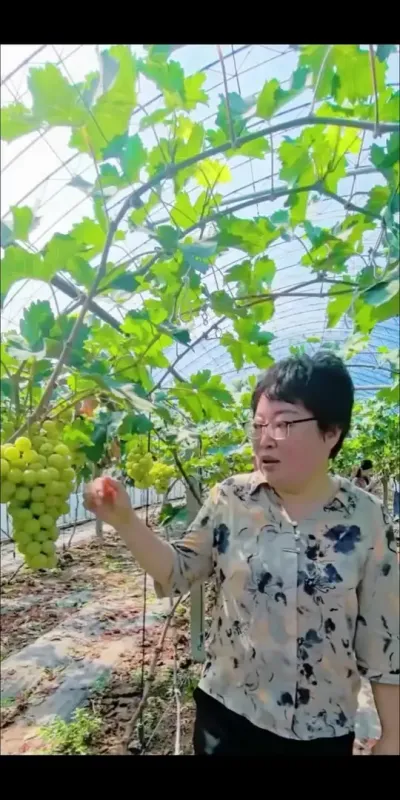 好吃好看的葡萄品种黄金蜜！