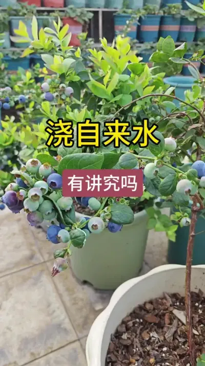 盆栽蓝莓怎么浇水，自来水可以用来浇蓝莓吗#蓝莓种植技术 #蓝莓 #蓝莓种植 #蓝莓养护 #蓝莓苗盆栽