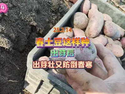 春土豆这样播种容易出芽，既能预防倒春寒，也方便后期管理 #三农 #抖音助农 #农业种植 #蔬菜种植 #种植小技巧 