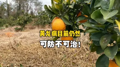 柑橘黄龙病目前为止仍然是可防不可治 #柑橘种植 #黄龙病 #三农 #农业种植 #果树管理 