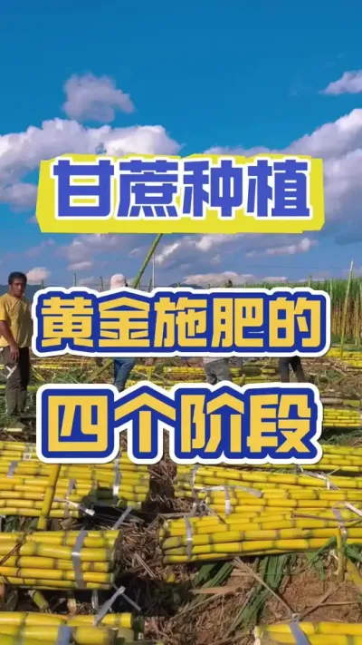 甘蔗想要高产，一定要抓住黄金施肥的四个阶段#甘蔗种植 #甘蔗施肥方法 #甘蔗高产