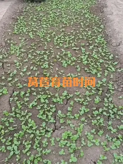 莴苣育苗什么时间最合适