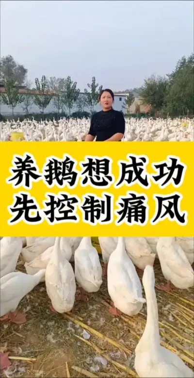 #养鹅技术分享#科学养鹅#养鹅