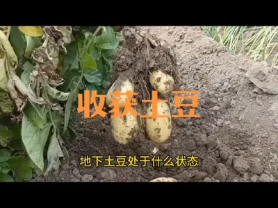 如何判断土豆可以成熟收获了、生长期内如何管理？