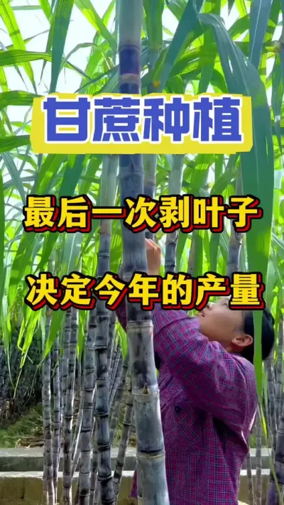 甘蔗最后一次剥叶子，决定甘蔗一年的品质和产量，一定要重视起来#甘蔗种植#甘蔗管理#甘蔗