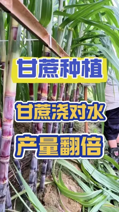 甘蔗浇对水，产量翻一倍，甘蔗浇水的科学方法#甘蔗施肥方法 #甘蔗种植 #甘蔗高产