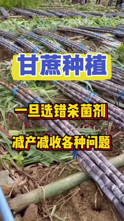 甘蔗问题爆发前，一旦选错了杀菌剂，各种问题爆发严重影响一年的产量#甘蔗 #甘蔗种植 #甘蔗施肥方法 #甘蔗病害