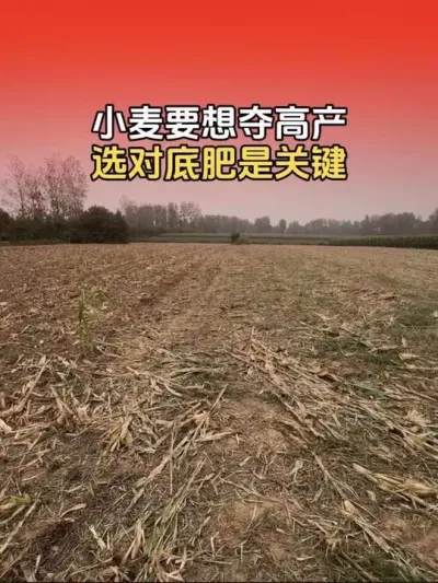 小麦要想夺高产，选对底肥是关键！小麦底肥要如何选择？#小麦种植 #小麦种植管理技术 #小麦高产技术 #分享农业知识帮农民增产增收 #传播农业小知识