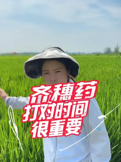 水稻齐穗药，不要等齐穗打药#分享农业知识帮农民增产增收 #老百姓关心的话题