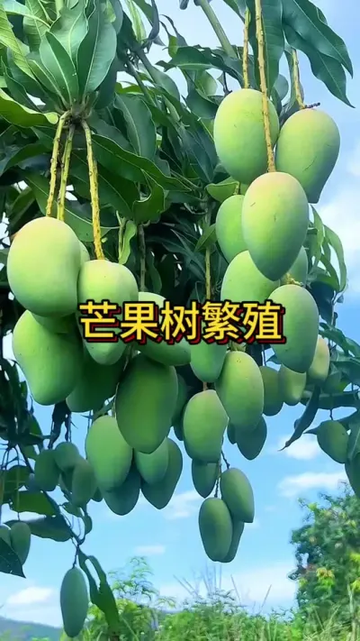 芒果树繁殖 #三农 #种植小技巧