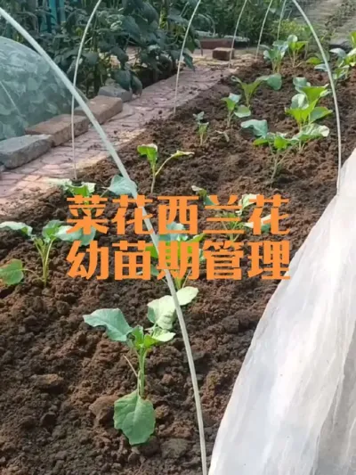 菜花西兰花幼苗期管理