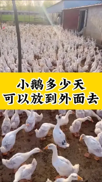 #养鹅技术分享 #养鹅人 #抖音助农 #养鹅