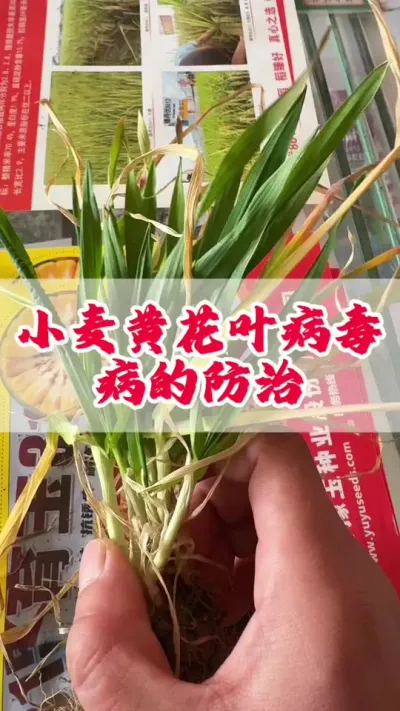 小麦黄花叶病毒的防治配方分享#小麦 #服务三农支持三农 #传播农业小知识 #小麦病害图片 #农业植保知识分享