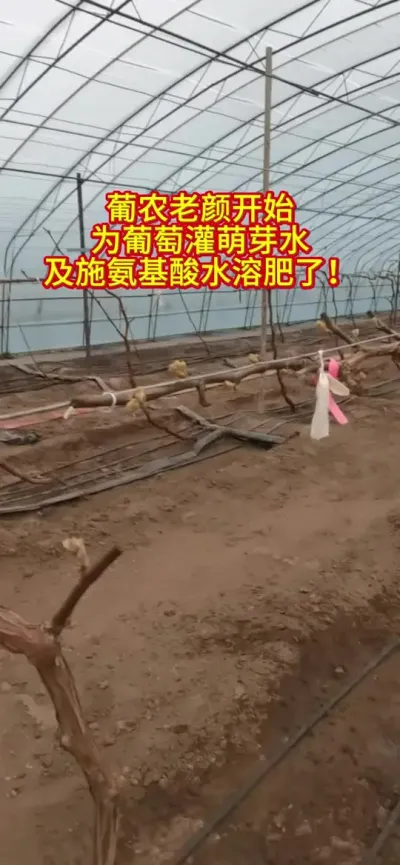 #高效农业 #果蔬种植
