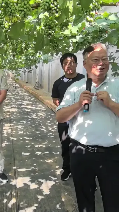 葡萄延迟栽培技术要点！#抖音农村人 #农村农业农民