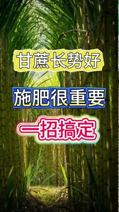 甘蔗长势好，施肥很重要，这样做甘蔗像吃了壮骨粉，高产又丰收#服务三农支持三农 #甘蔗种植 #甘蔗施肥方法 #种植小技巧