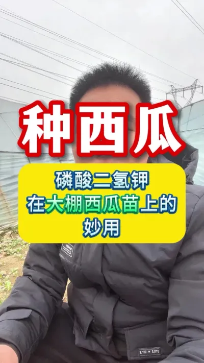 西瓜苗高脚？磷酸二氢钾在瓜苗妙用 #西瓜管理 #大棚西瓜种植技术 #西瓜种植 #服务三农支持三农 #种西瓜