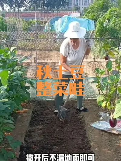 种植秋土豆如何铺底肥#草木灰