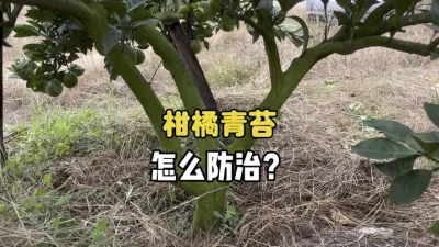 如何轻松拿捏柑橘树干上的青苔？ #柑橘 #青苔 #果树种植 #三农 #农业 
