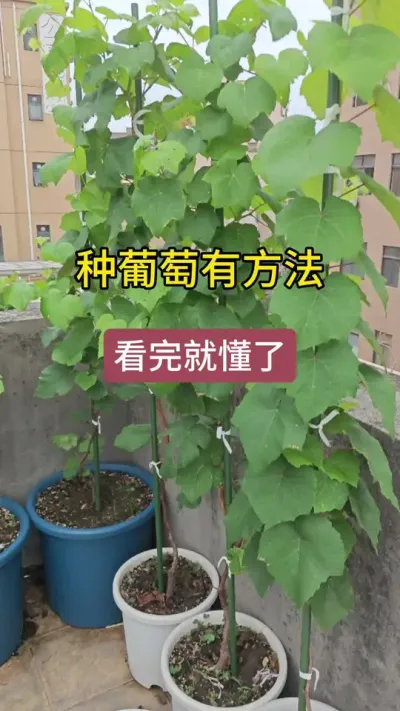 葡萄的种植方法，种葡萄用什么土，新手怎么种葡萄#葡萄种植 #盆栽葡萄 #葡萄苗 #楼顶种菜 #盆栽葡萄