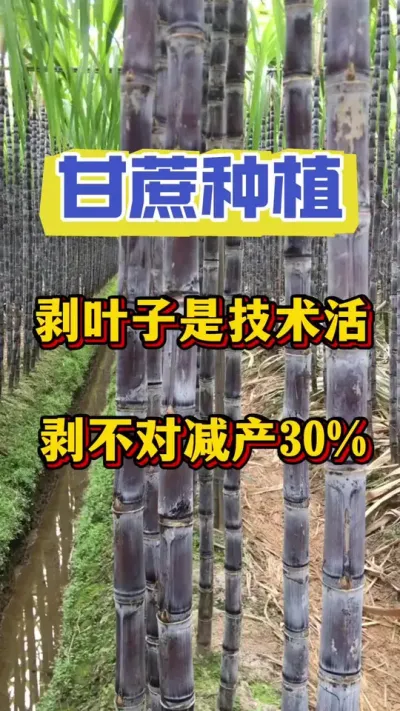 甘蔗剥叶子是一门技术活，科学的剥叶子能提产30%以上#甘蔗种植#甘蔗施肥#甘蔗管理
