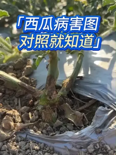 认识西瓜常见病害，种西瓜不用愁 #西瓜种植 #西瓜种植技术 #西瓜管理 #西瓜病害 #西瓜