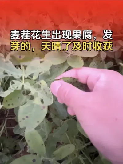 麦茬花生出现发芽，烂果，果腐病现象的，天晴好后及时收获，减少损失！#花生种植 #花生高产 #花生种植管理技术 #花生高产种植 #分享农业知识帮农民增产增收