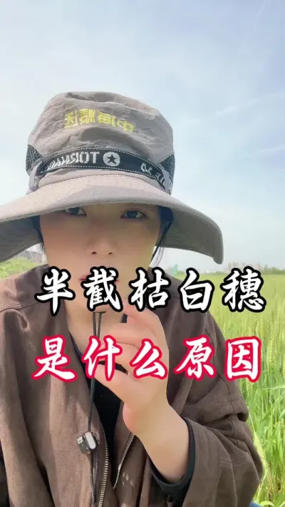 半截枯黄穗，原因在这里，对照参考#田间地头走一走 #分享农业知识帮农民增产增收