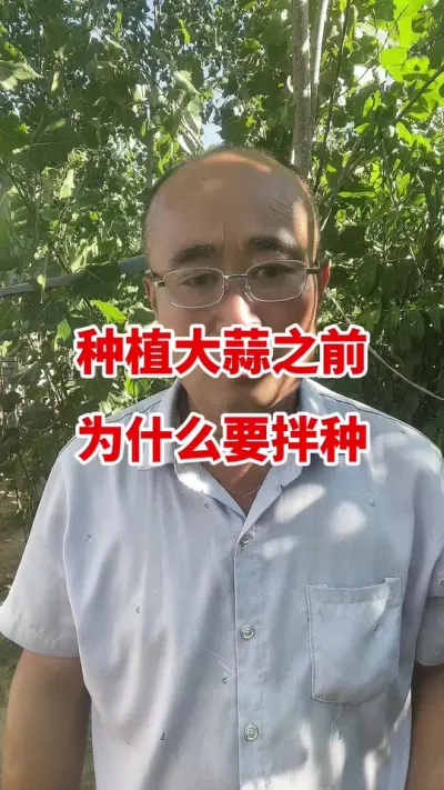 种大蒜之前为什么要拌种#大蒜种植 #大蒜种植技术 #大蒜拌种 #大蒜高产