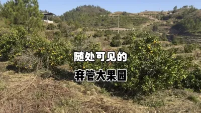 这两年出现了越来越多随处可见的弃管大果园 #柑橘种植 #三农种植 #果农 #农业 #果树管理 