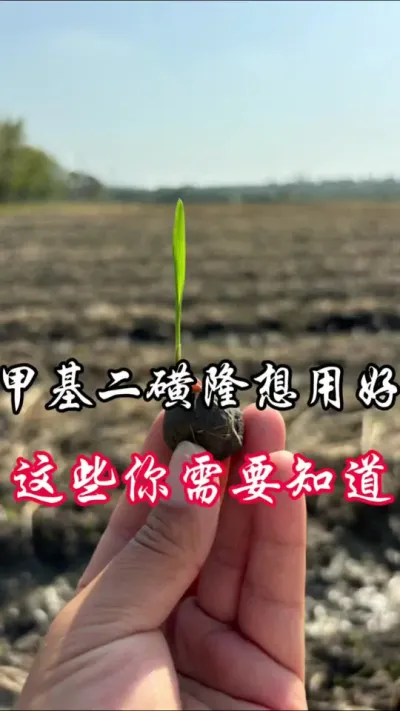 甲基二磺隆，如何用效果好#分享农业知识帮农民增产增收