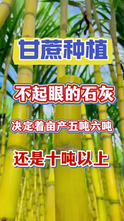 石灰加一物，病害虫害全年无，种甘蔗用好生石灰，苗齐苗壮产量无处堆！#甘蔗种植#甘蔗施肥#甘蔗