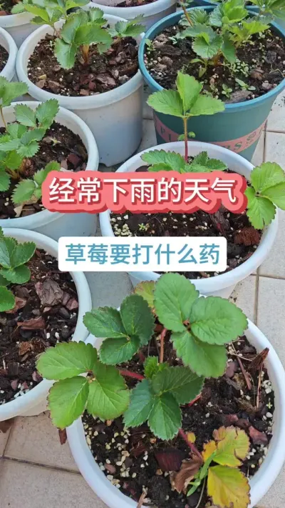 连续的阴雨天气草莓怎么管理，下雨过后草莓要打药吗，草莓怎么管理病虫害 #草莓苗 #种草莓 #盆栽草莓 #草莓种植 #草莓管理
