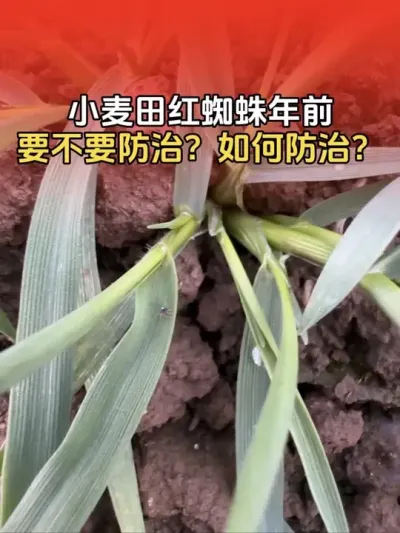 小麦田红蜘蛛 小麦田红蜘蛛年前要不要防治？需要使用哪些药剂？#小麦管理技术 #创作者中心 #创作灵感