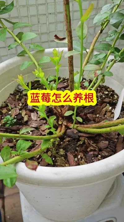 蓝莓怎么养护，蓝莓怎么生根养根，蓝莓的养护过程#蓝莓种植 #蓝莓养护 #蓝莓种植技术 #蓝莓种植方法 #盆栽蓝莓