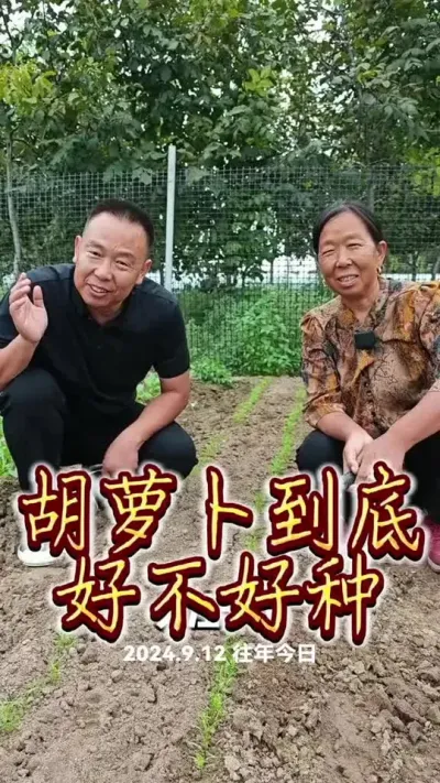 #萝卜 #蔬菜种植