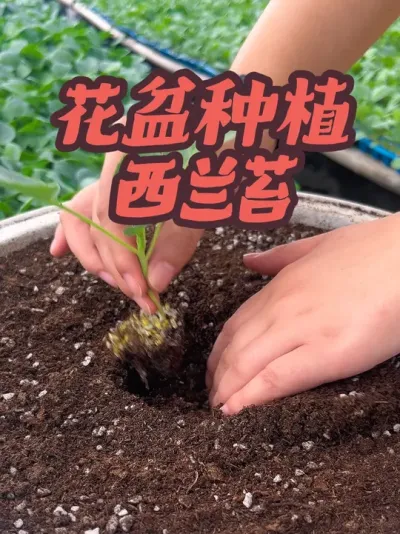 西兰苔来啦 是时候该种植西兰苔了，苗子给大家培育的穴盘苗，种植简单挖个坑浇水就活，秋季不知道种什么的朋友抓紧种些西兰苔吧，苗子就在我的主页