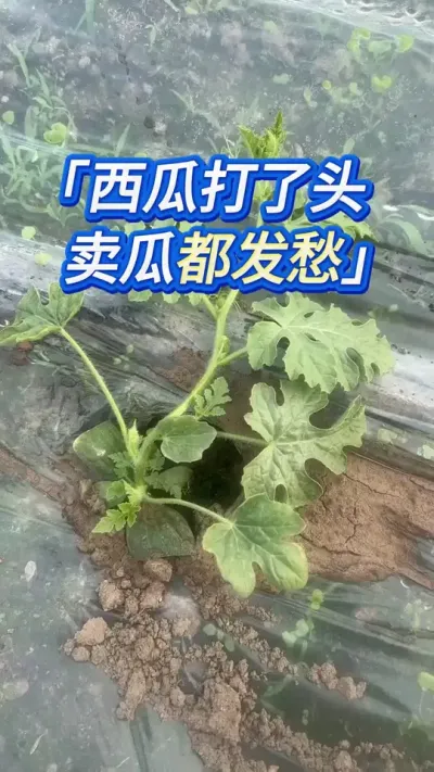 西瓜打主蔓还是打侧蔓？ #创作灵感 #西瓜 #西瓜管理 #西瓜种植技术 #大棚西瓜种植技术