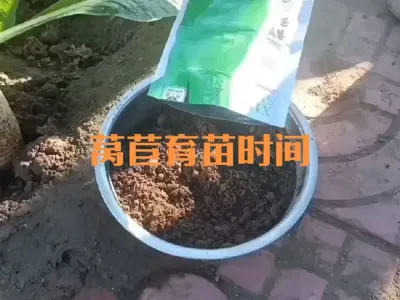 越冬莴苣（莴笋）什么时候播种育苗#莴苣