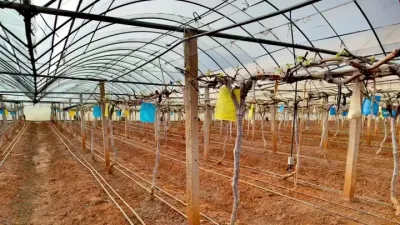 我国不同区域的设施葡萄已实现四季开花结果。
