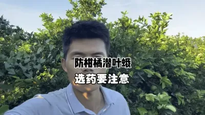氯虫苯甲酰胺对柑橘潜叶蛾效果很差了？ #三农 #果园管理 #农业种植 #柑橘种植 #潜叶蛾 