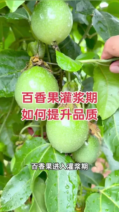 百香果灌浆期 如何提升果实品质#百香果 #黄金百香果 #百香果种植 #百香果种植技术 #浩伟方