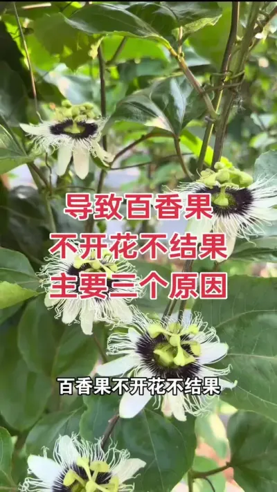 导致百香果不开花不结果 主要有三个原因#百香果种植 #百香果种植技术 #黄金百香果种植技术 #钦蜜9号百香果 #浩伟方