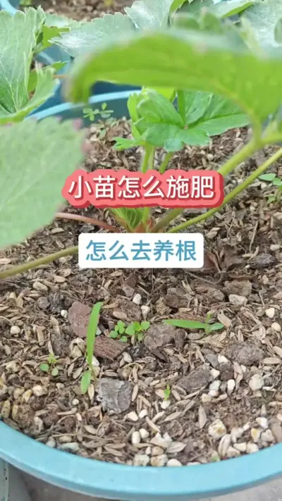 草莓怎么施肥浇水，草莓的养护过程，草莓的施肥浇水，草莓的养护方法 #种草莓 #草莓苗 #草莓施肥 #草莓种植 #草莓