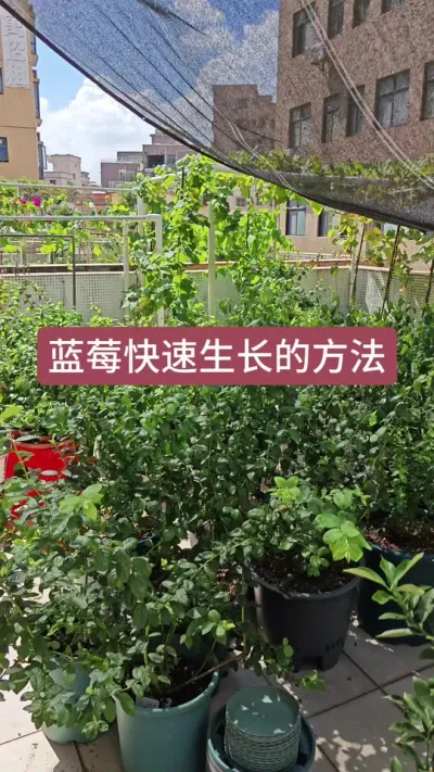 新手种蓝莓怎么施肥，蓝莓的种植过程，蓝莓的养护方法#蓝莓种植 #蓝莓养护 #蓝莓施肥 #蓝莓苗  #盆栽蓝莓