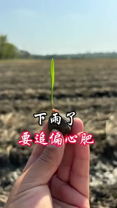 下雨了，这种情况要追肥了#分享农业知识帮农民增产增收