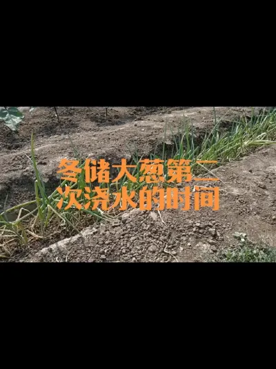 冬储大葱移栽后何时第二次浇水#大葱
