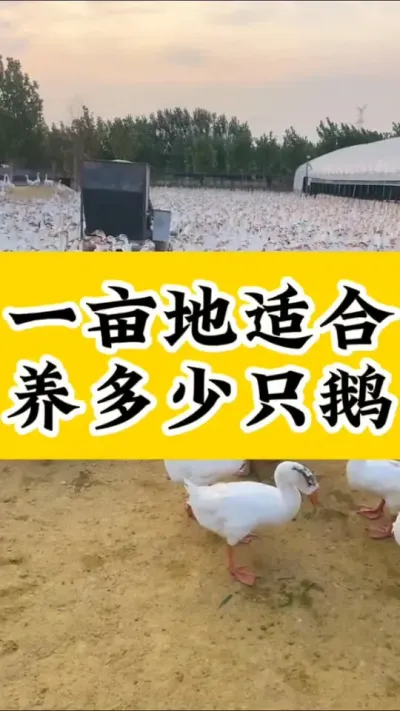 #养鹅技术分享 #养鹅人 #记录养殖生活 #抖音助农 #鹅